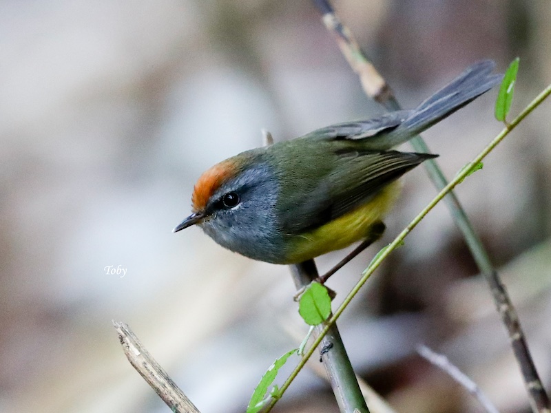 Birds of South East Asia
