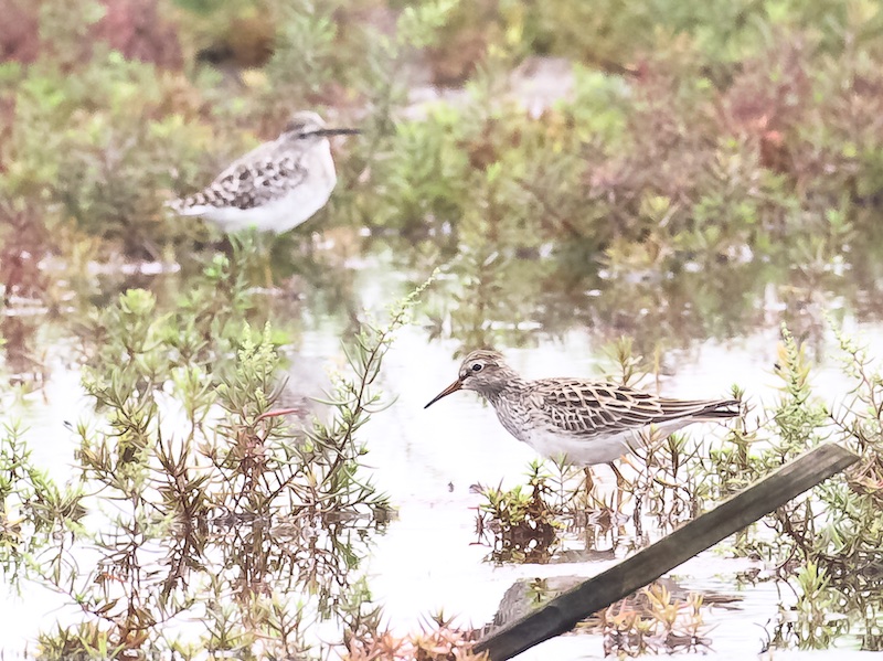 Birds of South East Asia