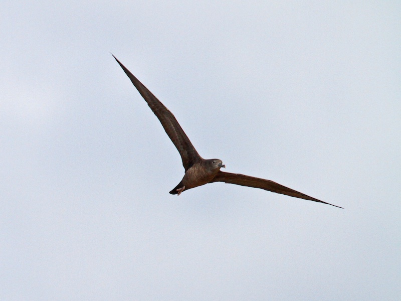Birds of South East Asia