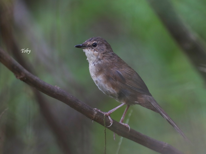 Birds of South East Asia