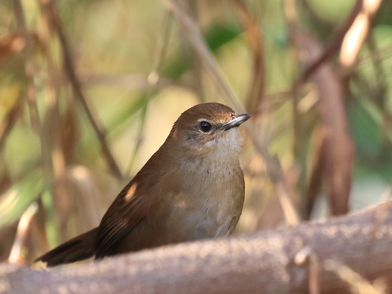 Birds of South East Asia