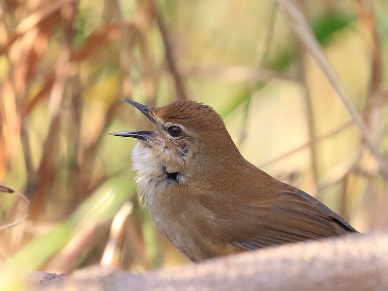 Birds of South East Asia
