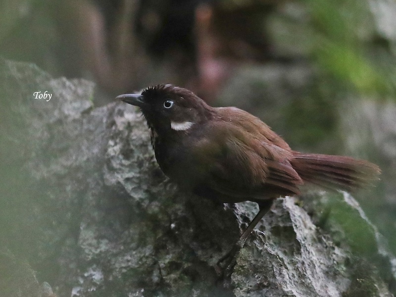 Birds of South East Asia