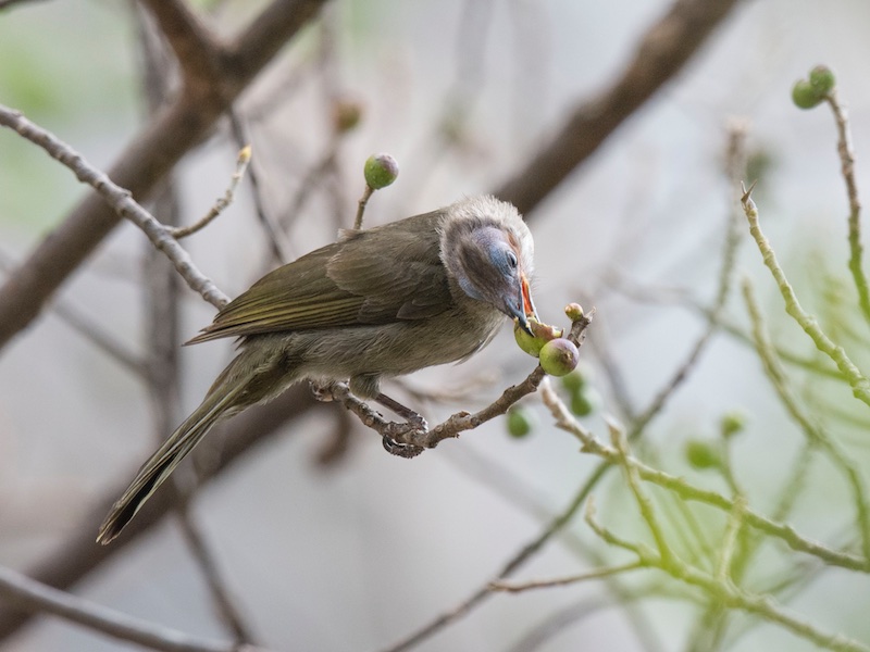 Birds of South East Asia