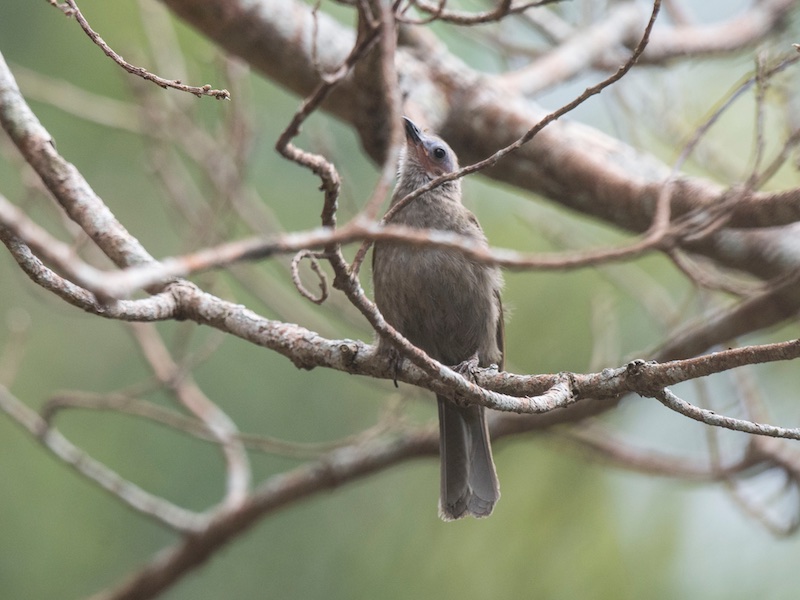 Birds of South East Asia