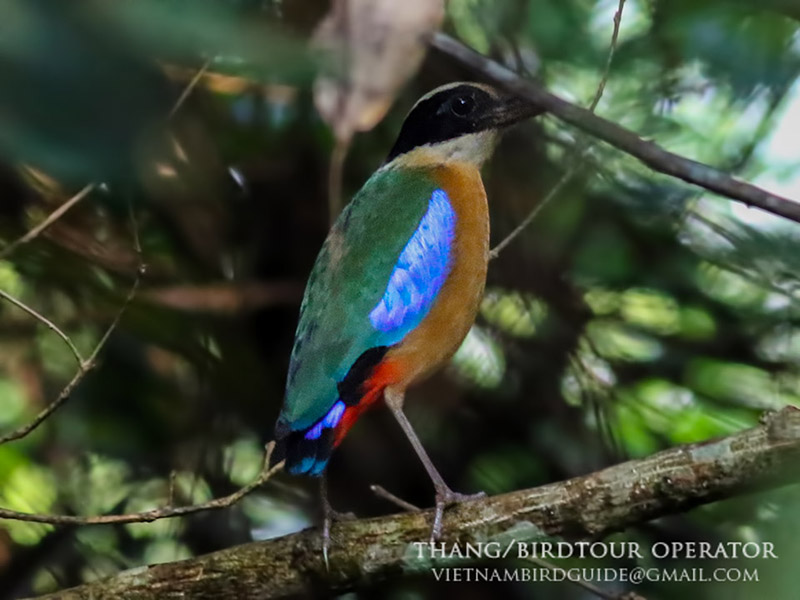 Birds of South East Asia