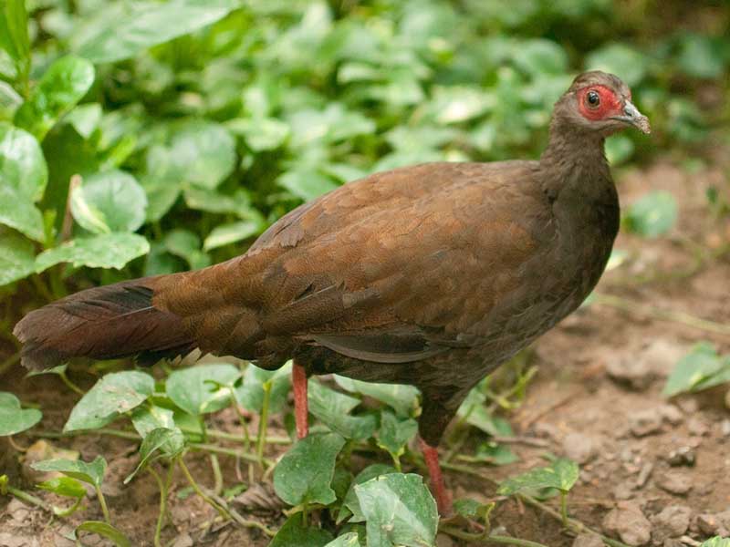 Birds of South East Asia
