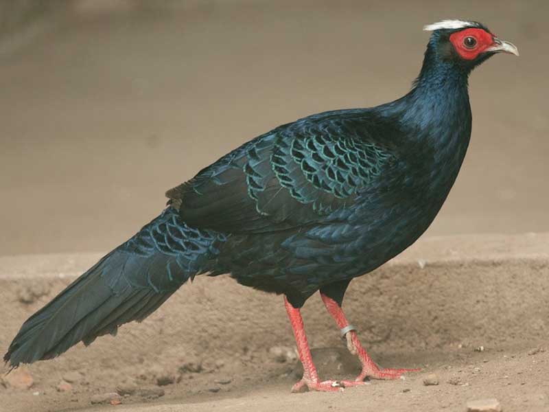 Birds of South East Asia