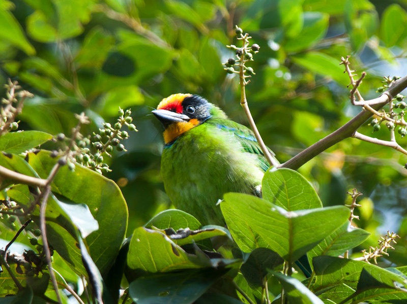 Birds of South East Asia