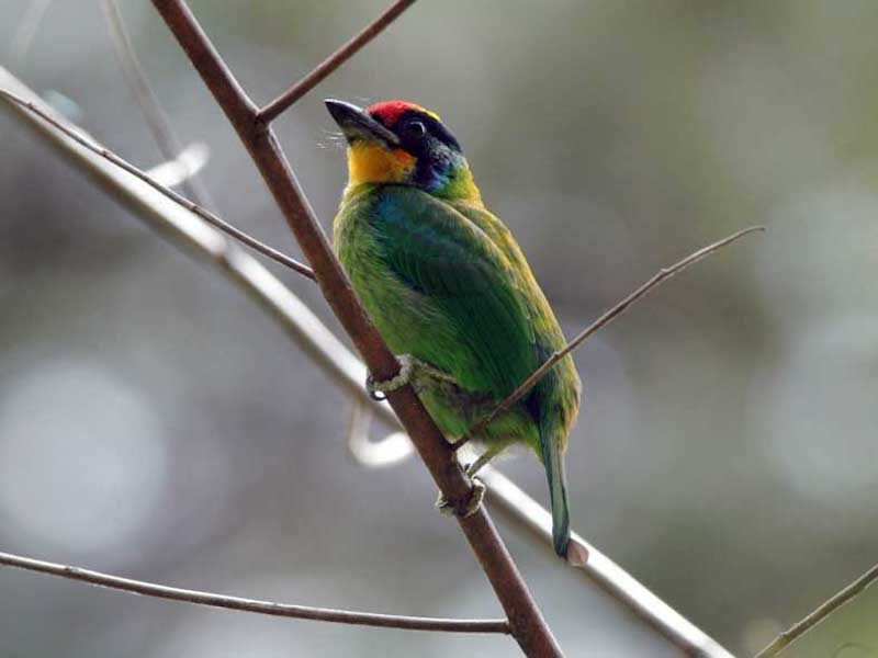 Birds of South East Asia