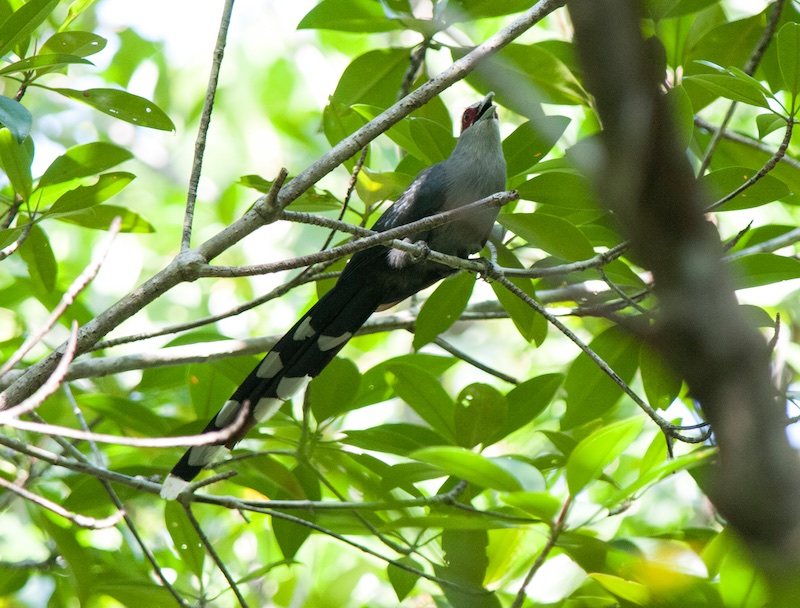 Birds of South East Asia