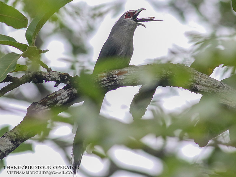 Birds of South East Asia
