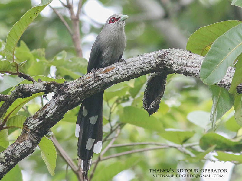 Birds of South East Asia