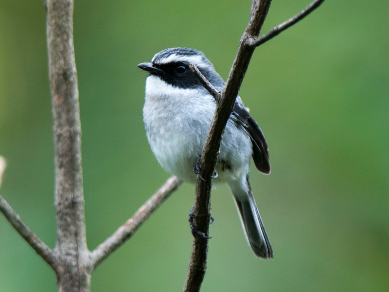 Birds of South East Asia