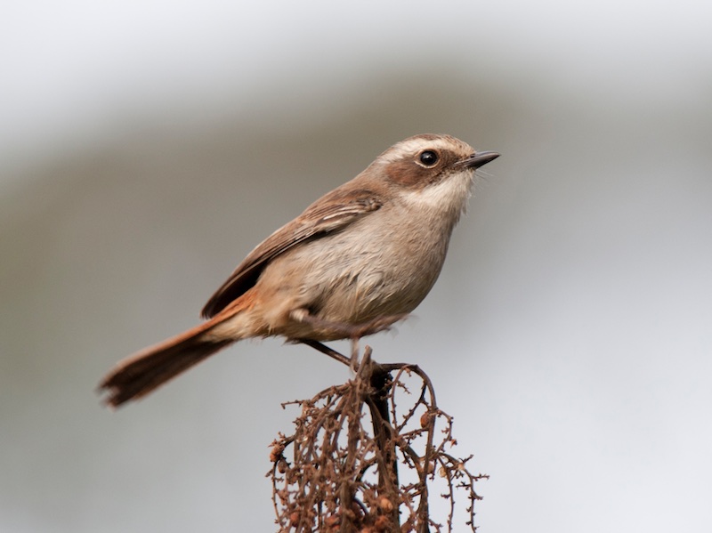 Birds of South East Asia