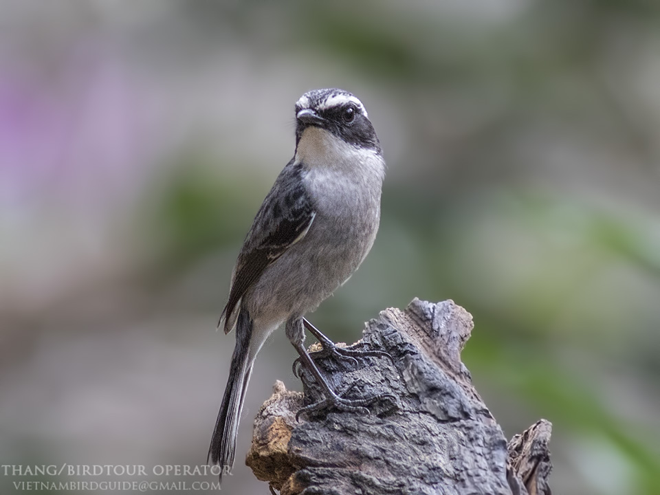 Birds of South East Asia