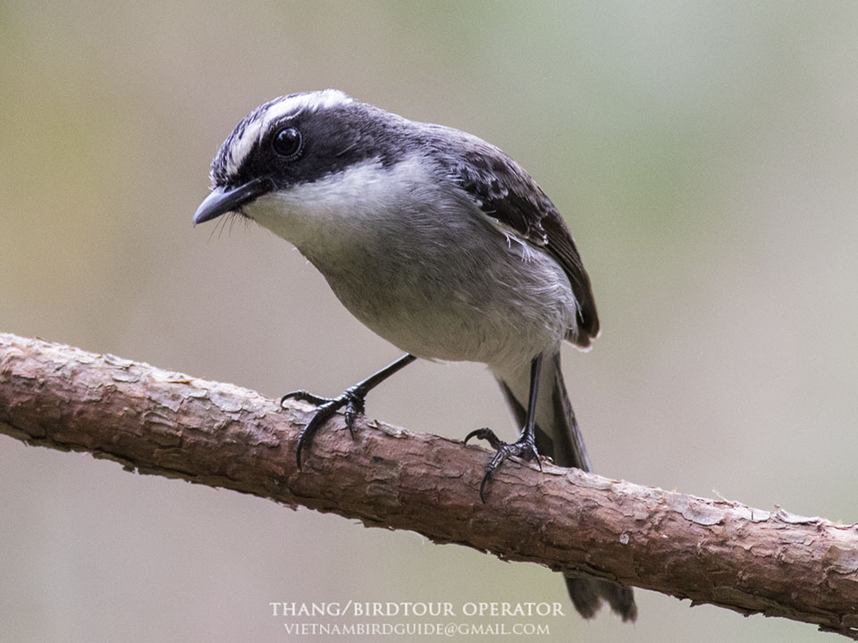 Birds of South East Asia
