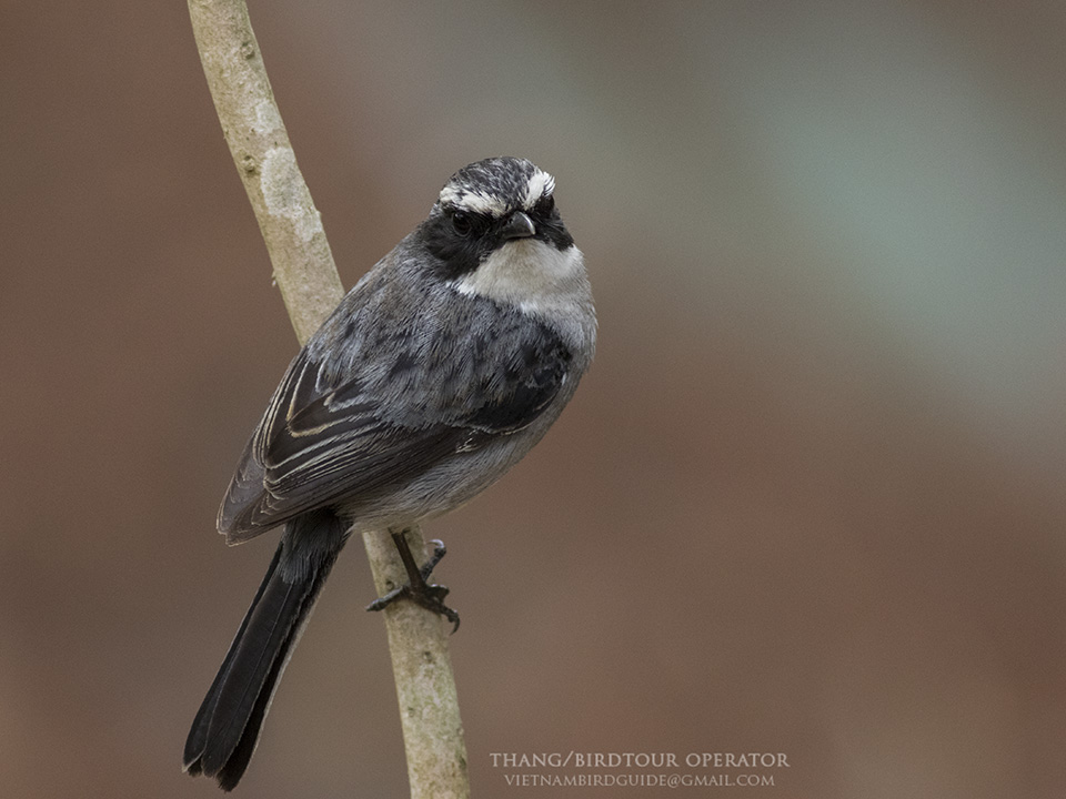 Birds of South East Asia