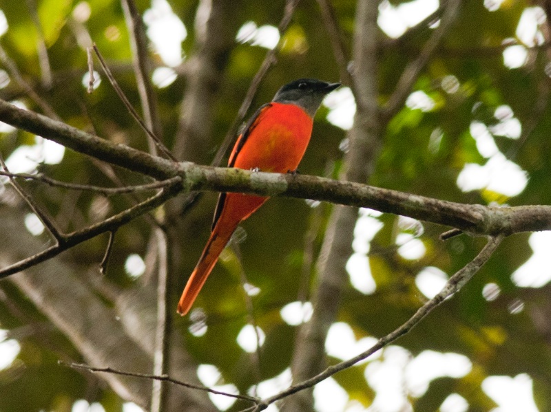 Birds of South East Asia