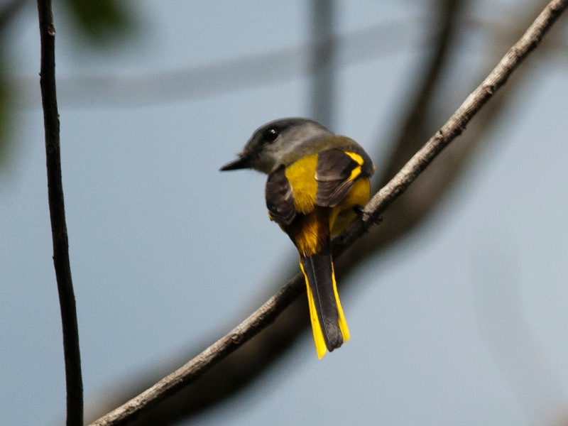 Birds of South East Asia