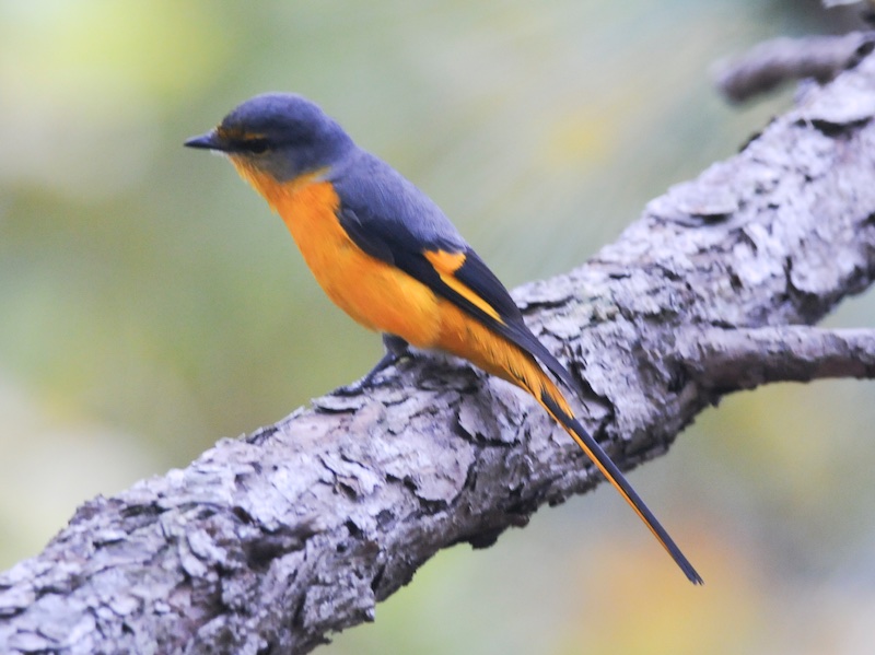 Birds of South East Asia