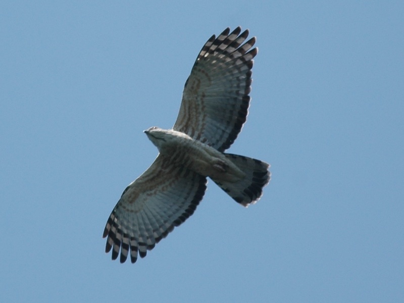 Birds of South East Asia
