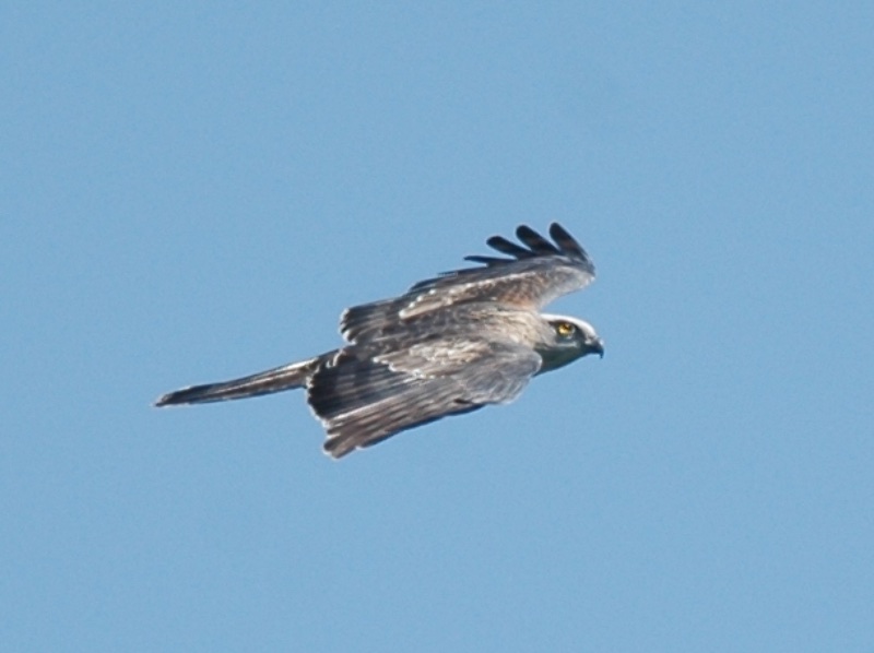 Birds of South East Asia