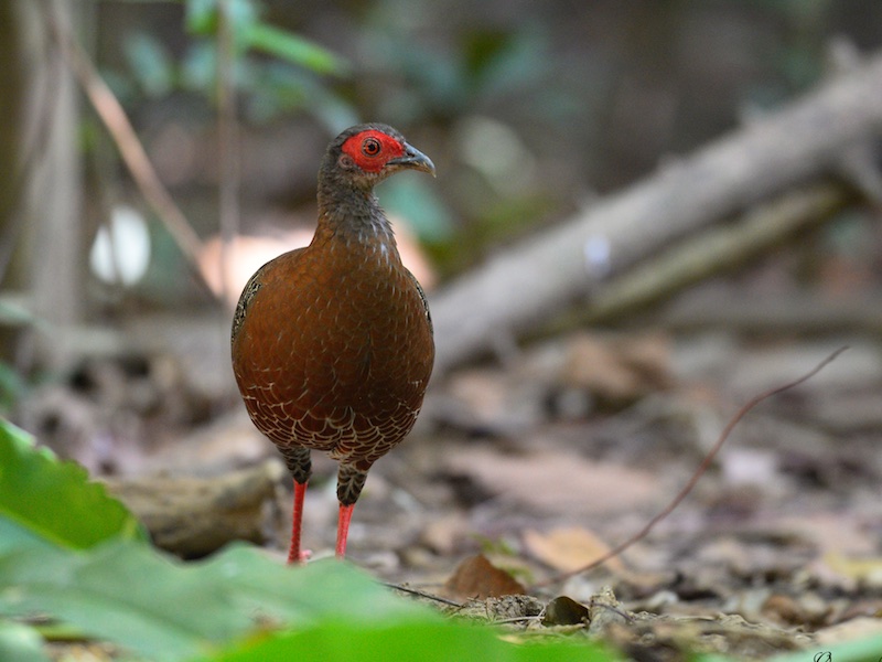 Birds of South East Asia