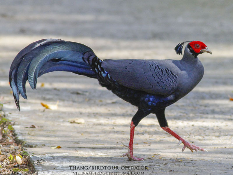 Birds of South East Asia
