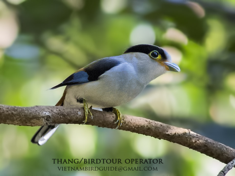 Birds of South East Asia