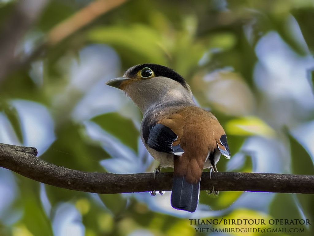 Birds of South East Asia