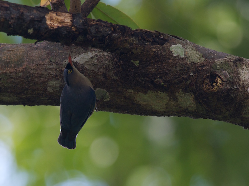 Birds of South East Asia