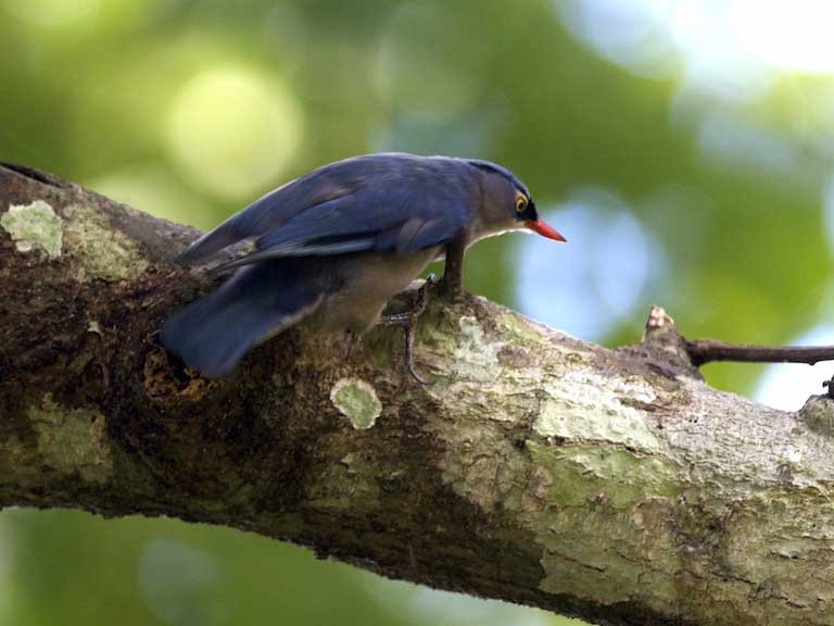 Birds of South East Asia