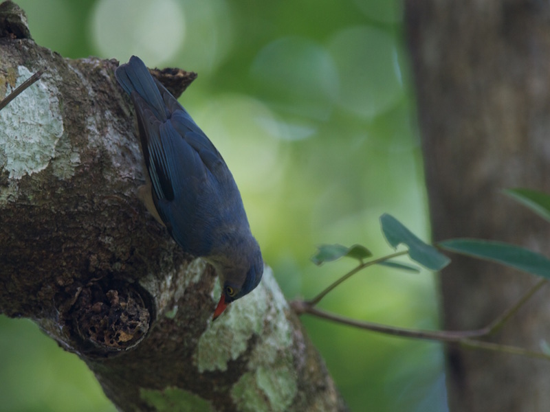 Birds of South East Asia