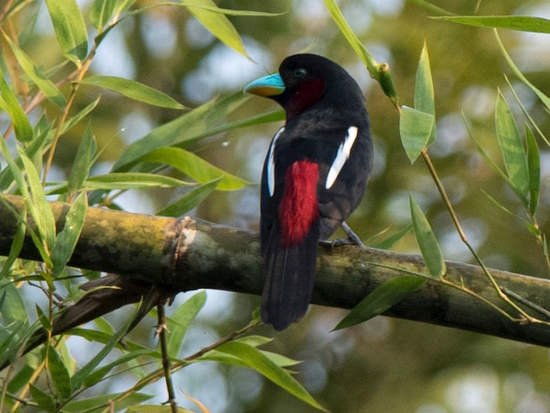 Birds of South East Asia