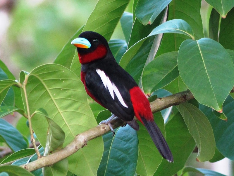 Birds of South East Asia