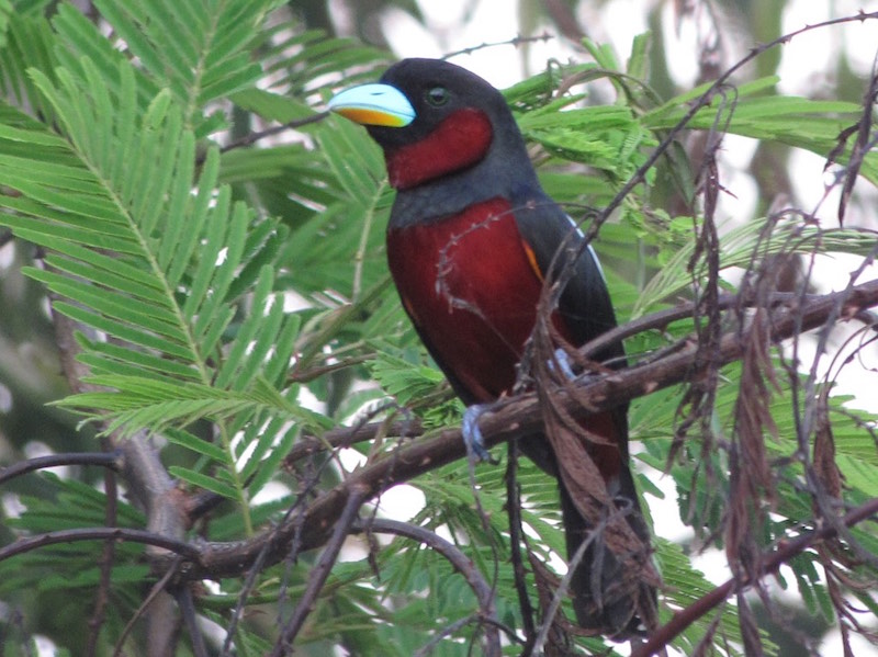 Birds of South East Asia