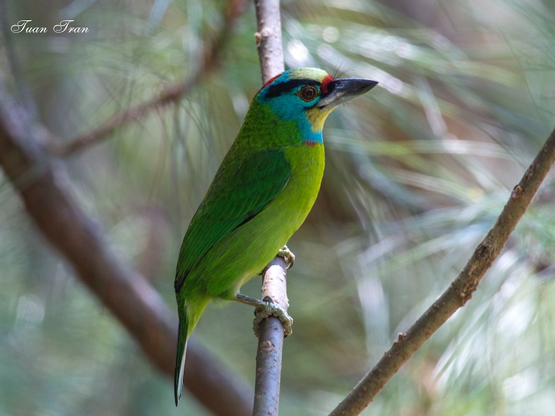 Birds of South East Asia