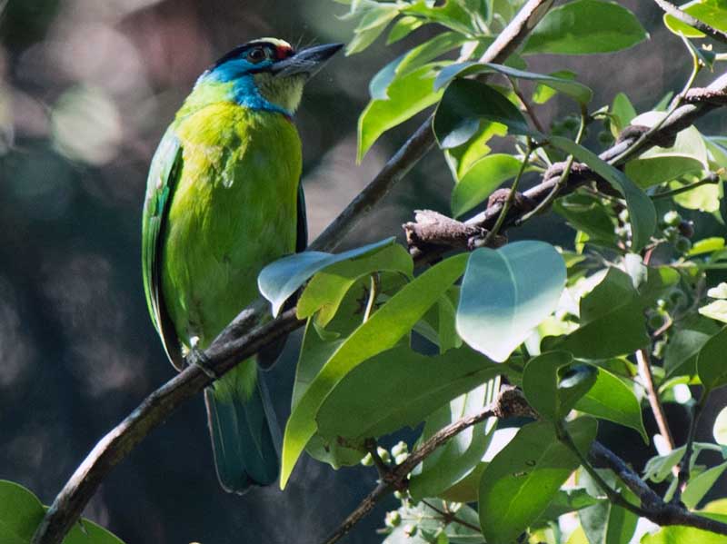 Birds of South East Asia