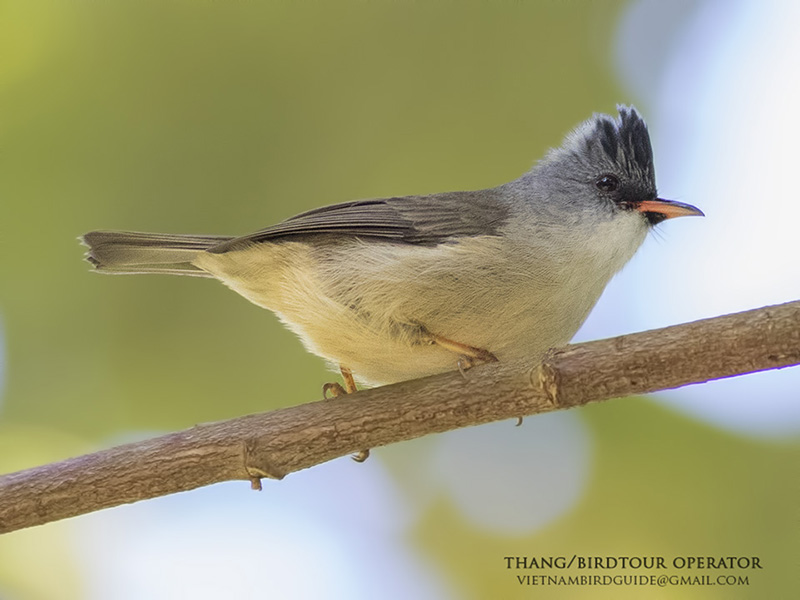 Birds of South East Asia