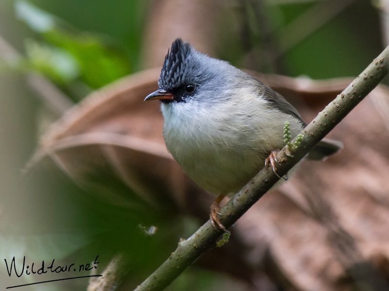 Birds of South East Asia