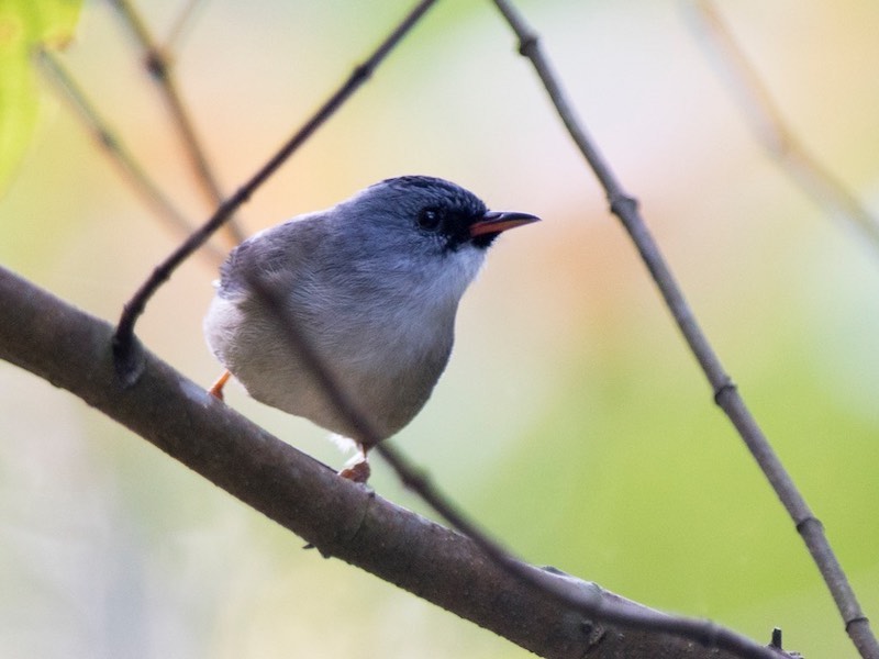 Birds of South East Asia