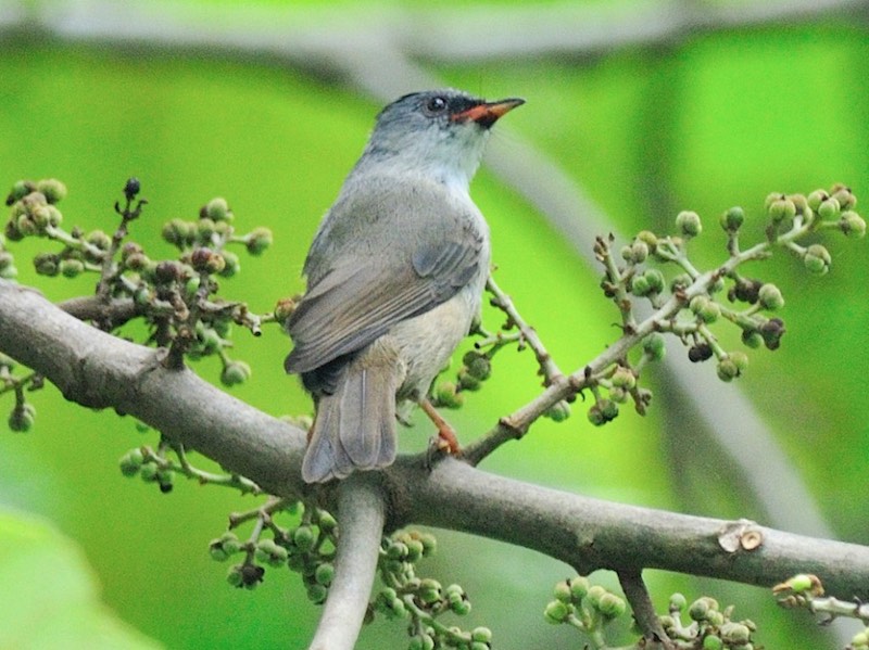 Birds of South East Asia