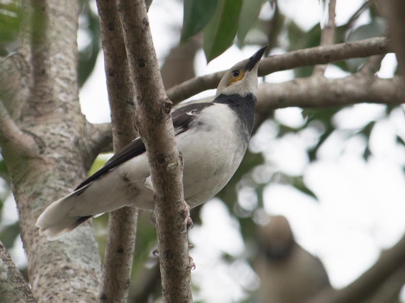 Birds of South East Asia