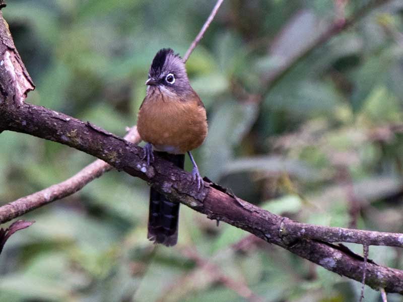 Birds of South East Asia