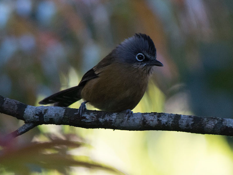Birds of South East Asia