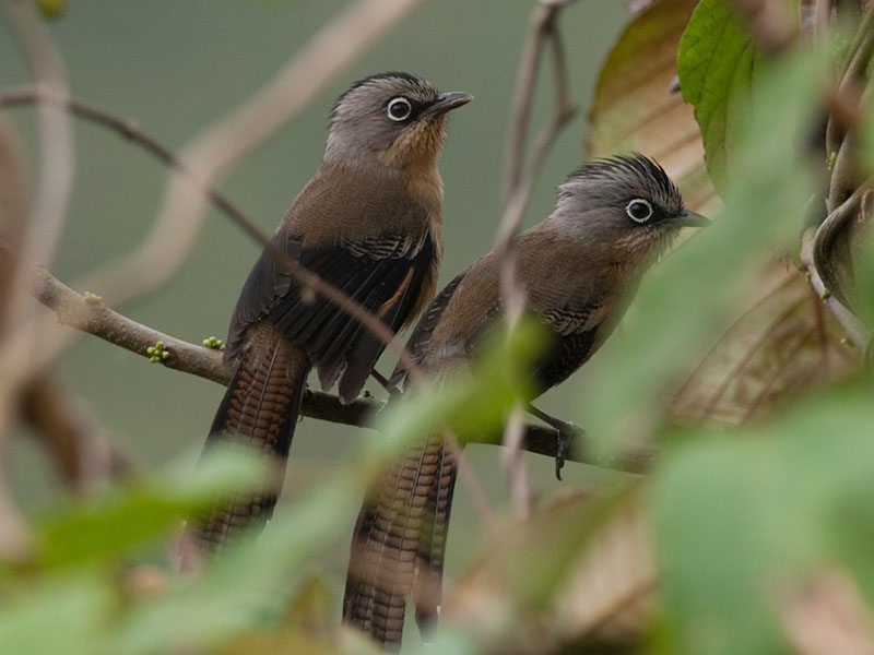 Birds of South East Asia