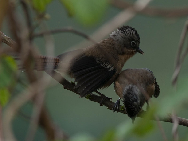 Birds of South East Asia