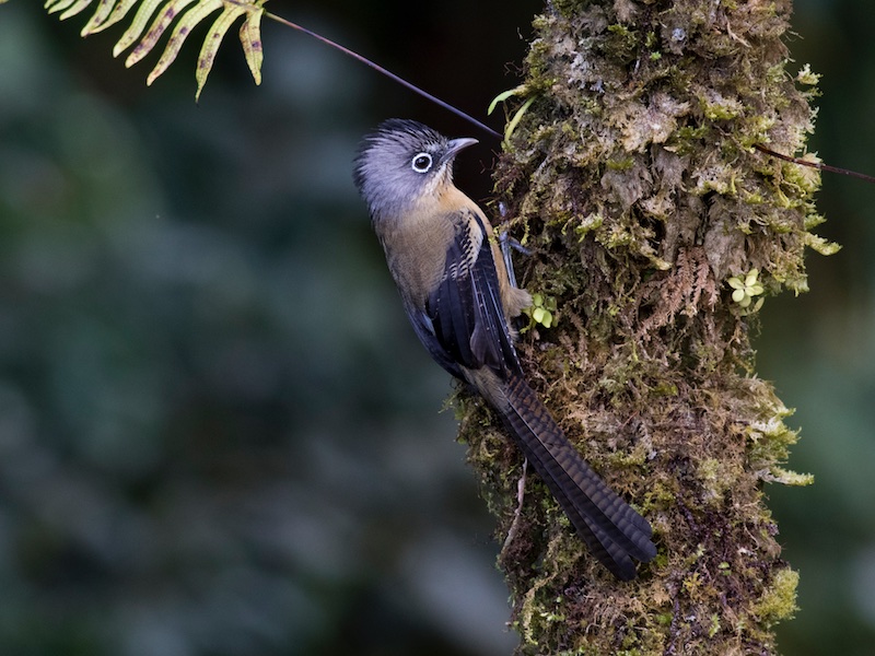 Birds of South East Asia