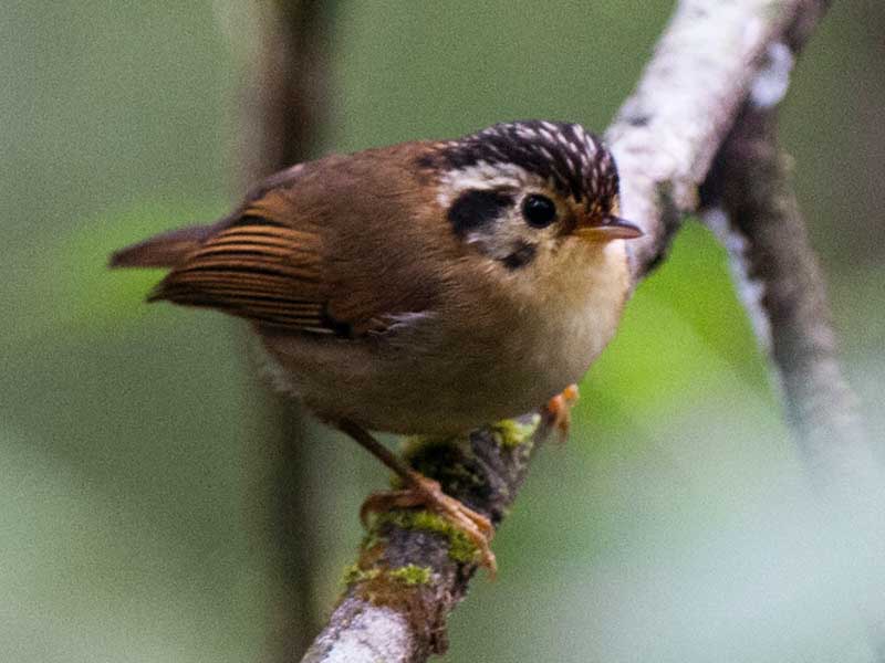 Birds of South East Asia